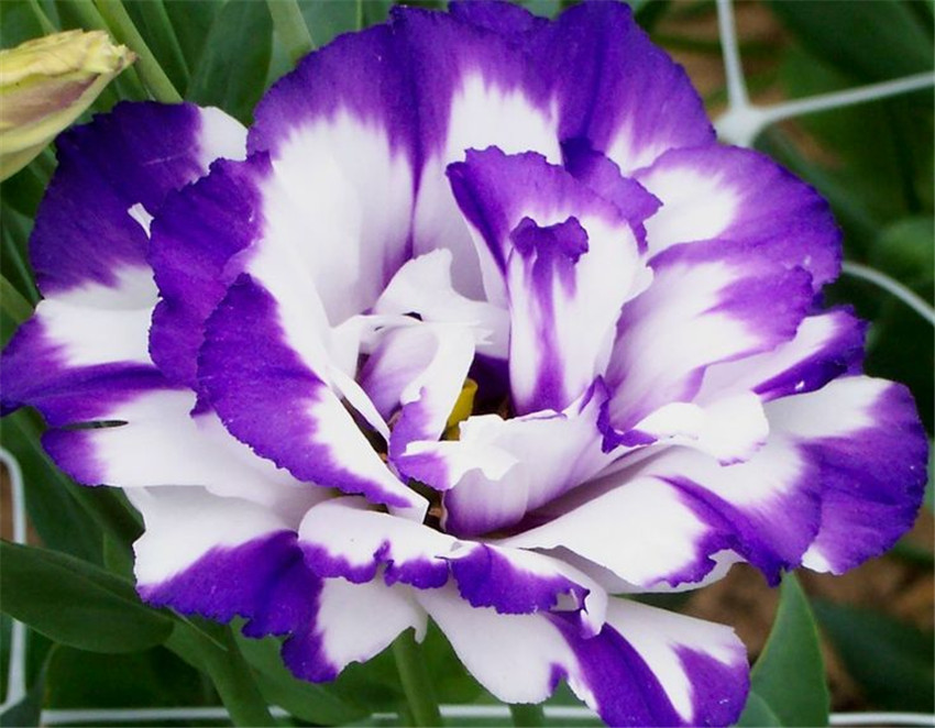 What Flowers To Plant In February In Texas At Daniel Hedlund Blog