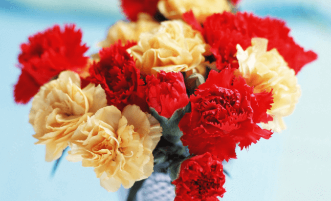 26 Fresh and Charming Flowers in Season in October  EverAfterGuide