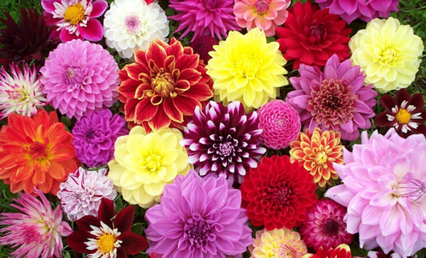 21 Most Sun Kissed Flowers in Season in July  EverAfterGuide