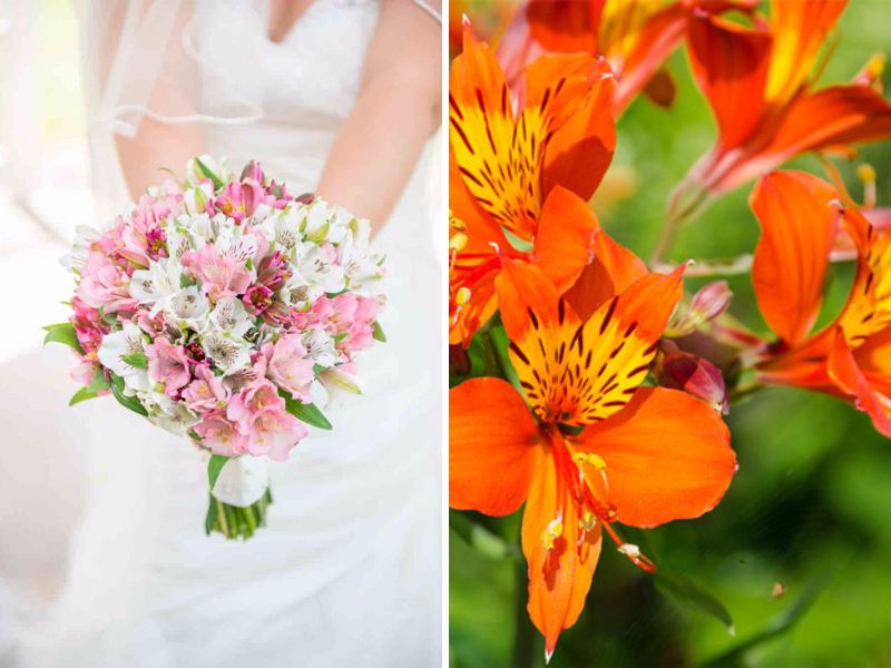 May Flowers: 20 Best Flowers in Season in May for Your Wedding 